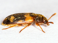 Mycetophagus piceus